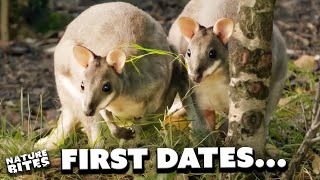 Adorable Animal Matchmaking  The Secret Life of The Zoo  Nature Bites [upl. by Nairrad199]