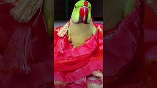 Mummy mujhe bukhar ho gaya 🦜 🤒🤕mobile wala fiver😮youtubeshortsshortvideo viralvideocute voice 🦜 [upl. by Branden]