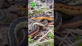 Accouplement de la superbe Couleuvre rayée Thamnophis sirtalis 🤩🤩🤩 Québec ce weekend terrario [upl. by Home461]