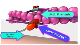 LengthTension Relationship of Skeletal Muscle Contraction [upl. by Mastic]