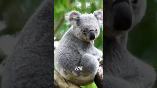 Koalas Guardians of the Eucalyptus Forest shorts short [upl. by Ynavoj876]