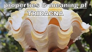 Tridacna Meaning Benefits and Spiritual Properties [upl. by Joappa]