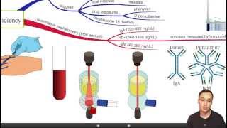 IgA deficiency [upl. by Pedro]