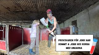 En sen video  Provsvaren för jokk har kommit [upl. by Nitsej394]