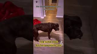 Junk Dog Farts 757 boxershorts dogs boxerdog duet fart dogsfart [upl. by Whitnell]