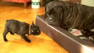 Cane Corso and french bulldog puppy cute [upl. by Conny]