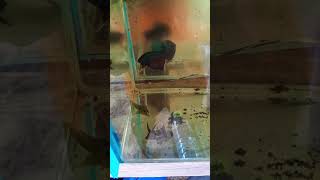 98 Betta Fish  molly breeding how to care for Molly fish  Molly fish breeding in Bengali [upl. by Ulric]