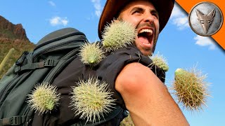 Ekstremalny Upadek Coyotea wśród Kaktusów Cholla 😱 Brave Wilderness Polski [upl. by Cilegna]