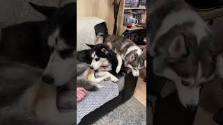 Heavy Headed Cuddler😄 shorts husky shiba pomsky dog pets cute funny [upl. by Arlie]