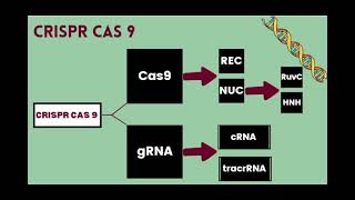 Components of CRISPR Cas 9 وجنون حفيظ الدراجي [upl. by Nathanil]