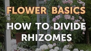 How to Divide Rhizomes [upl. by Doralynne735]