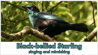 BLACKBELLIED STARLING singing and mimicking [upl. by Elatia461]