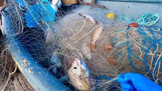 COMMERCIAL FISHING  Red Mullet Gill Nets  Mullet Black Bream and No Seaweed [upl. by Melany]