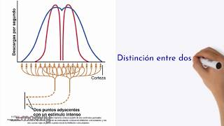 Sistema de la columna dorsal Lemnisco Medial [upl. by Aerdnaek]