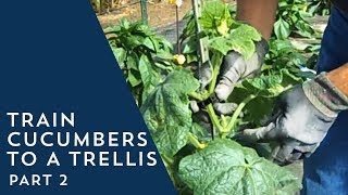 How to Train Cucumbers to a Trellis 2 [upl. by Merle483]