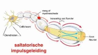 Neuronen en gliacellen [upl. by Skcirdnek]