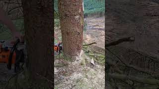 Felling tree off big drop Stihl MS500i barkbox [upl. by Eelatan]