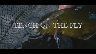 Tench on the fly  flyfishing for tench [upl. by Annoval954]