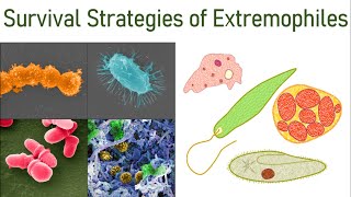 Extremophiles Part2 Survival Strategies of Microbes in Extreme Environmental Conditions [upl. by Noivert]