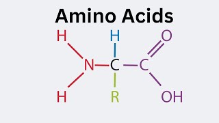 General Structure of an Amino Acid [upl. by Selene59]