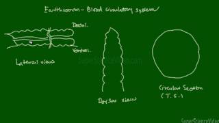 Earth worm blood circulatory system [upl. by Narol]