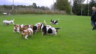 Scottish Basset Hound Walk At Forfar Loch [upl. by Dambro805]