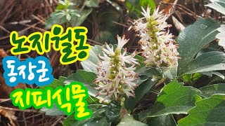 수호초 Japanese Pachysandra [upl. by Aer]