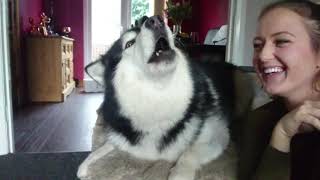 How To Make Your Dog Howl Alaskan Malamute Wolves Sound Warning Howlception [upl. by Andrew116]