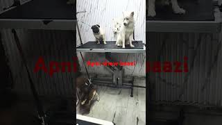 Noddy showing attitude to friends dog pomeranianlove youtubeshorts ytviral mrattitude [upl. by Roydd574]