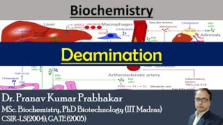 DEAMINATION  Mechanism Types  Examples and significance [upl. by Tingley690]