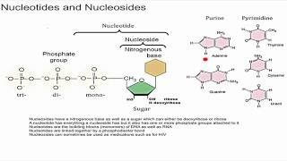 Nucleotides and Nucleosides [upl. by Devora]