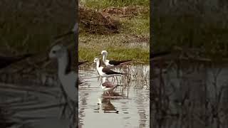 Blackwinged stilt  Himantopus himnatopus migratorybird birdslover birds relaxation [upl. by Galer]