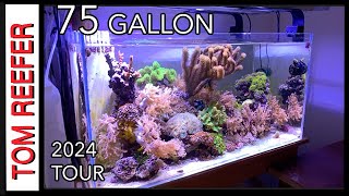 Reef Tank 75 GALLON  TANK TOUR 2024  SET UP TIPS [upl. by Allecnirp]