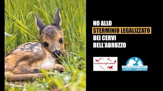 CERVI IN ABRUZZO I VIP A FIANCO DI LEIDAA E DI TUTTI GLI ANIMALISTI “NO ALLO STERMINIO” [upl. by Iveson]