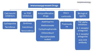 Immunosuppressants PART  7  CLASSIFICATION SUMMARY [upl. by Corwun295]