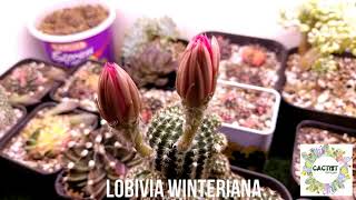 Lobivia Winteriana [upl. by Sprung]