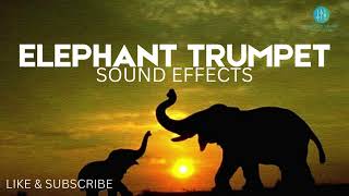 Elephant Trumpet Sound Effects  Free Download [upl. by Luigino]