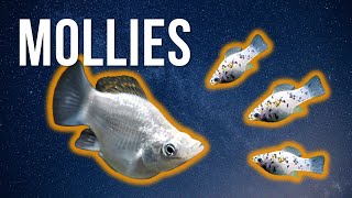 MOLLY FISH CARE – Best Beginner Livebearer [upl. by Thebault]