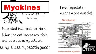 Myokines  Why heavy exercise makes bones and muscles stronger [upl. by Richter]