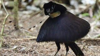 BirdofParadise  Western Parotia Parotia sefilata [upl. by Mirak]