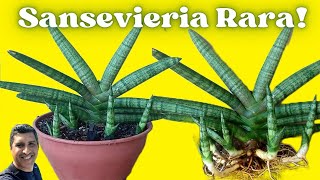 Descubra a beleza da SANSEVIERIA CYLINDRICA BONCELL [upl. by Woodruff175]