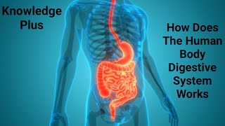 How Does The Human Body Digestive System Works I Anatomy of Alimentary System I Oesophagus I Stomach [upl. by Vinnie14]