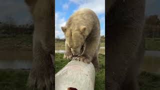 pumpkin ice block for polar bears [upl. by Magan]