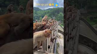 Monkeymocambofunnyvideocuteanimalcomedy [upl. by Borszcz]