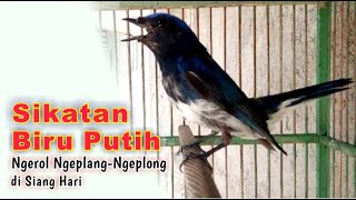 Sikatan Biru Putih Ngerol Ngeplangngeplong di Siang Hari [upl. by Raamal]