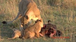 Lion cubs and mothers playing and eating get interrupted by Daddy [upl. by Loziram]