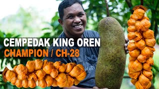 CEMPEDAK KING CH28  SAMPING RUMAH [upl. by Ayidah781]