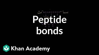 Peptide bonds Formation and cleavage  Chemical processes  MCAT  Khan Academy [upl. by Yaner]