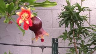 Backyard Espalier Fruit Trees Tempe Arizona [upl. by Jemine]