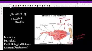 MDCAT Biology  Human Skeletal System Lecture04  Skeletal Muscles  Muscle Contraction [upl. by Nimra144]